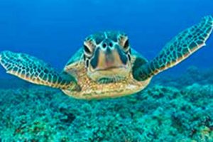 In-ha sea turtle snorkel tour